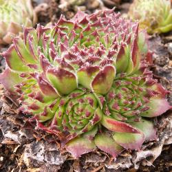 Sempervivum - Dachwurz - Hauswurz